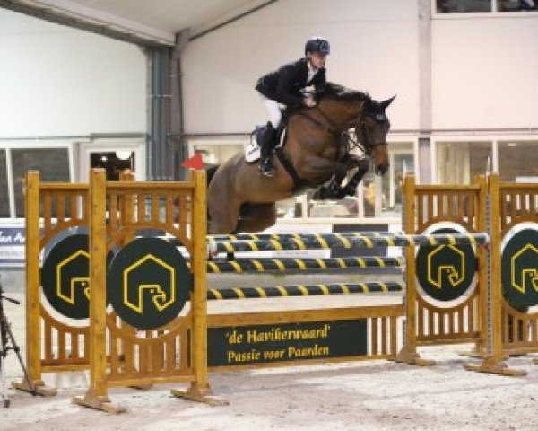 broodmare Cristy (Zangersheide riding horse, 2006, from Canturo)