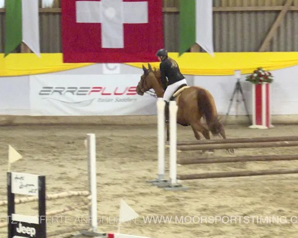 Reitturnier Wil 2019