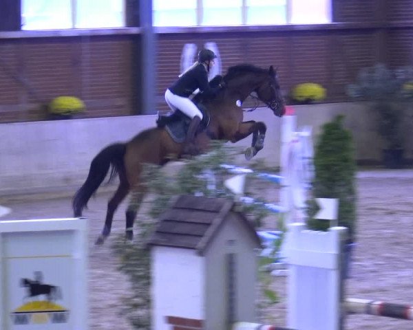 Reitturnier Köln-Leverkusen 2019