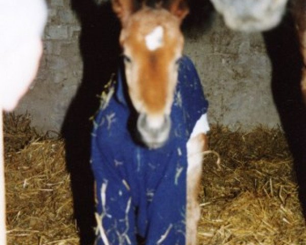 jumper Merlin 1727 (Trakehner, 2002, from Waitaki 31) jumper Merlin 1727 (Trakehner, 2002, from Waitaki 31)