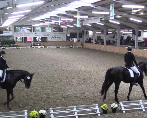 Reitturnier Vreden 2019