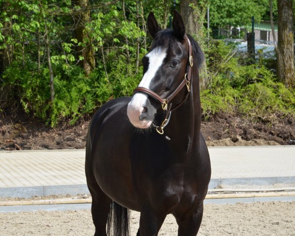 broodmare Sienna (Westphalian, 2007, from Sir Donnerhall I)