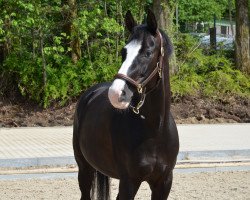 broodmare Sienna (Westphalian, 2007, from Sir Donnerhall I)