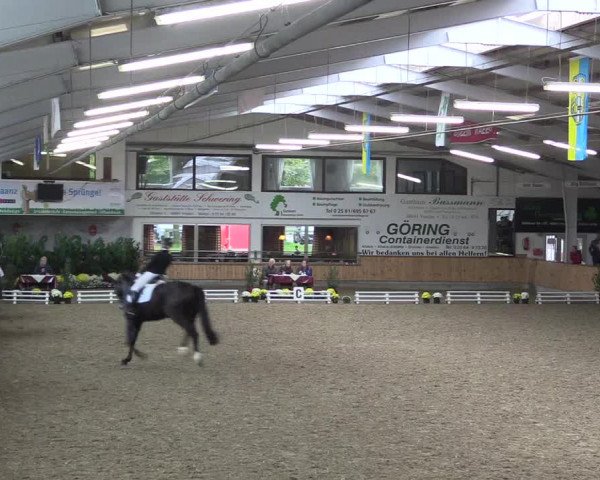 Reitturnier Vreden 2019
