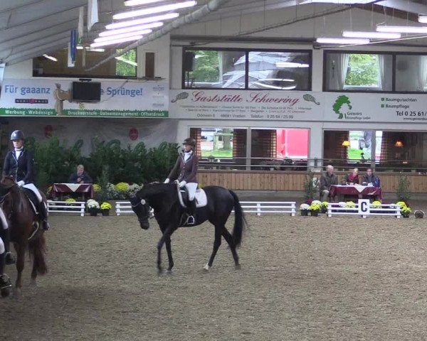 Reitturnier Vreden 2019