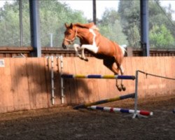 jumper Filou 2059 (German Sport Horse, 2012)