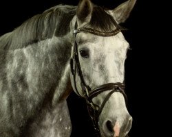 broodmare Gerti 17 (Holsteiner, 2010, from Cassiano)