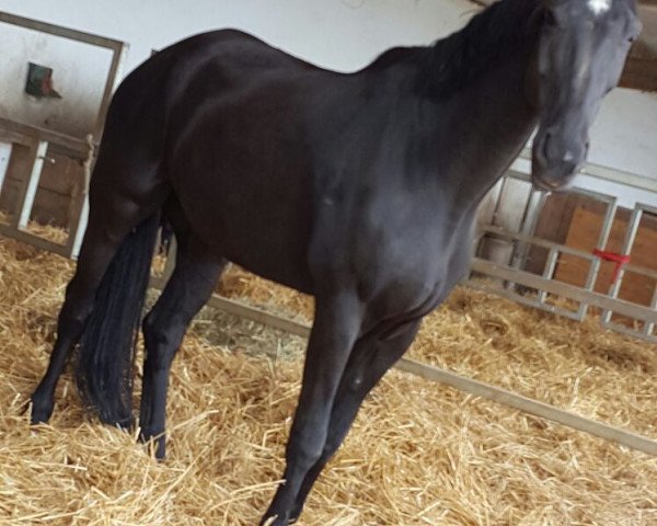 dressage horse Vancouver (Westphalian, 2006, from Van the Man)
