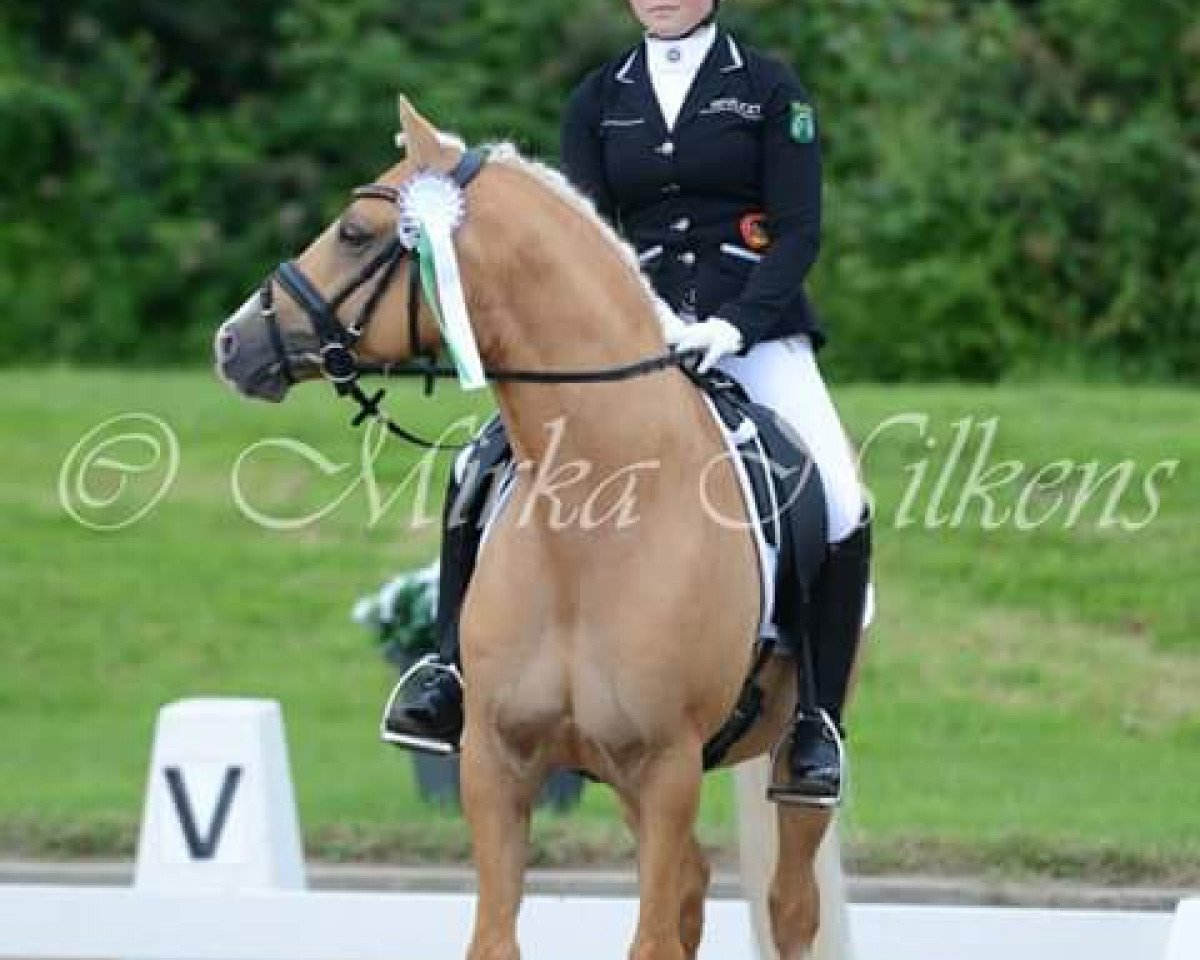 Deckhengst Creme Brulee v.H. (Deutsches Reitpony, 2010, von Calvin Klein 23)