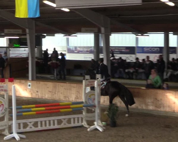 Reitturnier Vreden 2019
