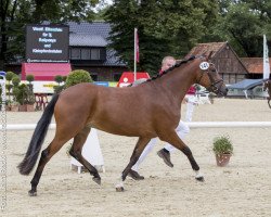 broodmare Vanny van Vivaldi (German Riding Pony, 2013, from Vivaldi)