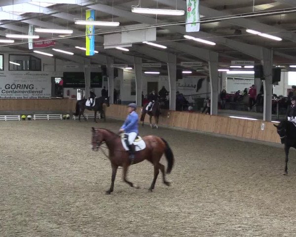 Reitturnier Vreden 2019