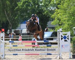 Springpferd Carracci B (Holsteiner, 2008, von Casall Ask)