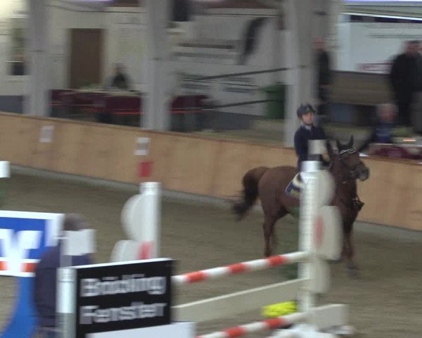 Reitturnier Vreden 2019
