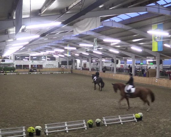 Reitturnier Vreden 2019