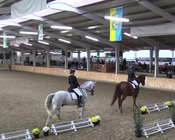 Reitturnier Vreden 2019