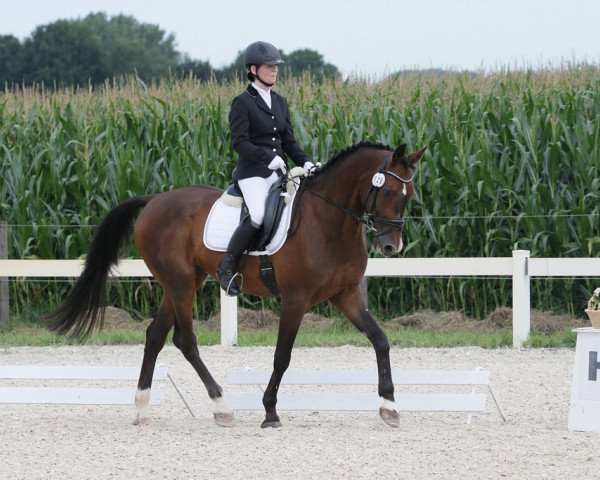 dressage horse Sally Sambre (Württemberger, 2003, from Senna Z)