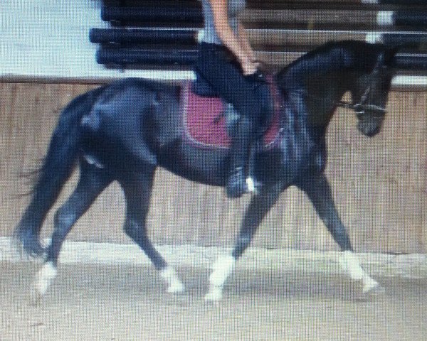 broodmare Pheline (German Riding Pony, 2005, from Renoir)