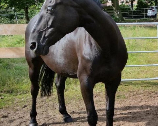 broodmare Ballantines Lady (Hanoverian, 2002, from Bergamon)