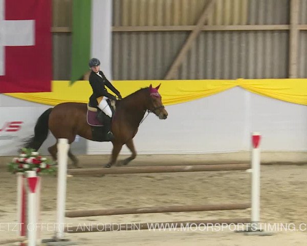 Reitturnier Wil 2019