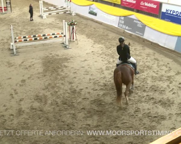 Reitturnier Wil 2019