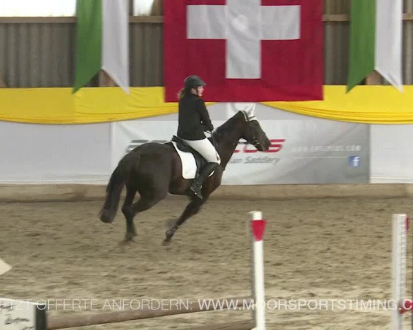 Reitturnier Wil 2019