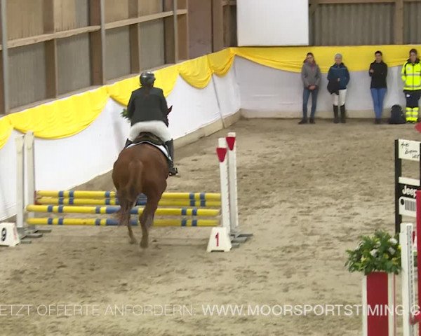 Reitturnier Wil 2019