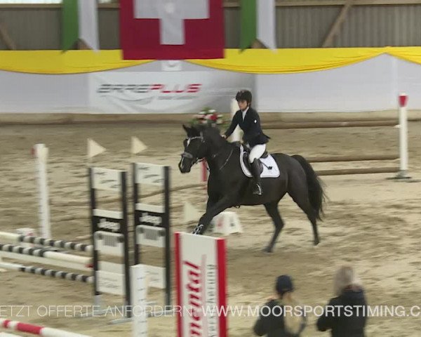 Reitturnier Wil 2019