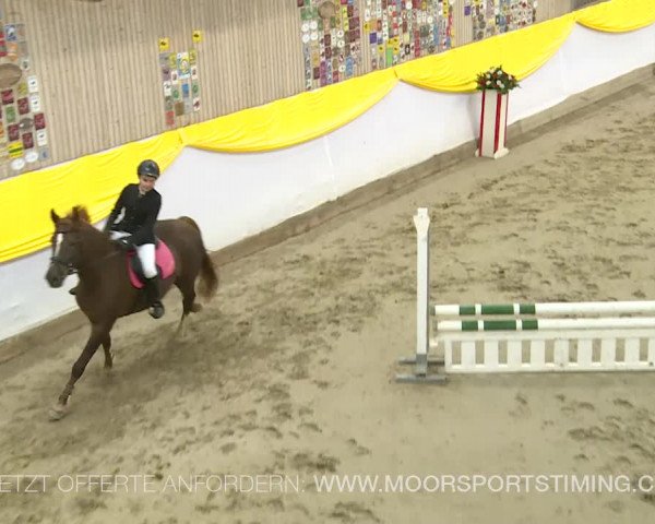 Reitturnier Wil 2019