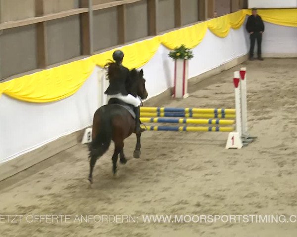 Reitturnier Wil 2019