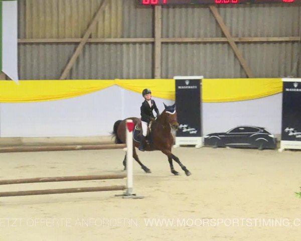 Reitturnier Wil 2019