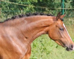 broodmare Romance of Dream (German Riding Pony, 2013, from Champion de Leon J)