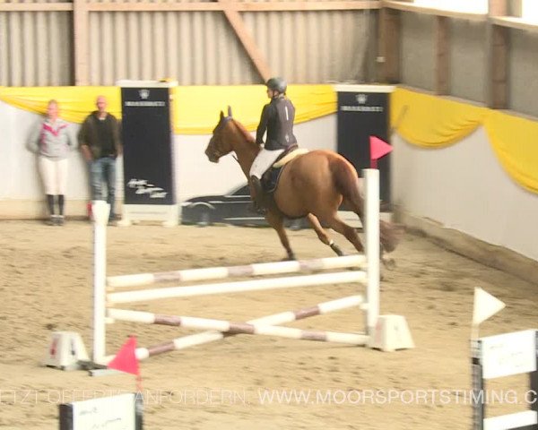 Reitturnier Wil 2019