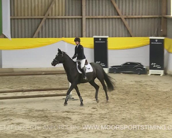 Reitturnier Wil 2019