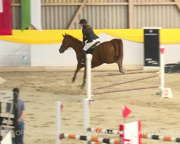 Reitturnier Wil 2019