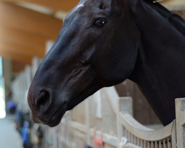horse Diavolo (Oldenburg, 2001, from Dionysos 19)