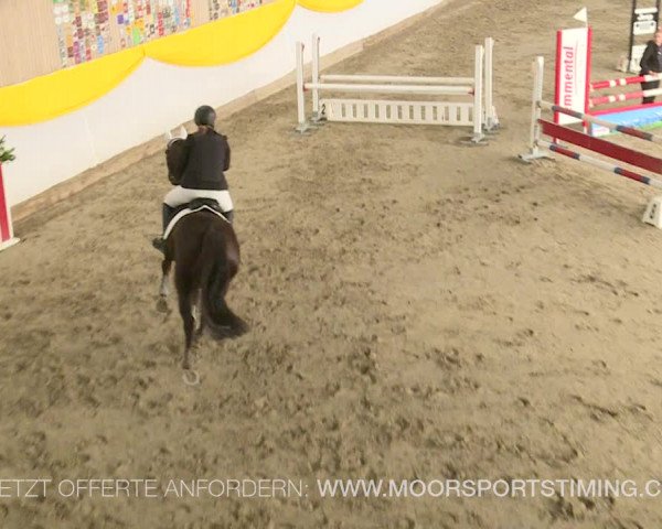 Reitturnier Wil 2019
