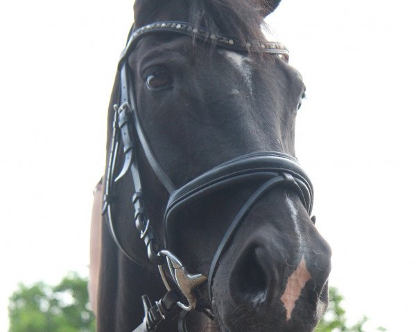 Springpferd Check it Out (Deutsches Reitpferd, 2008, von Corel Z)