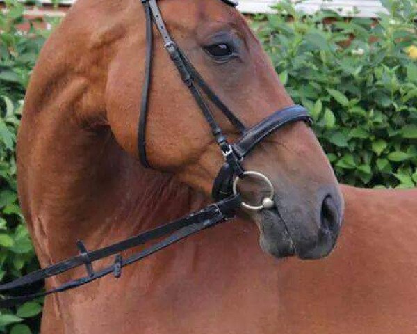 broodmare Lady Di (Westphalian, 2001, from Lancer III)
