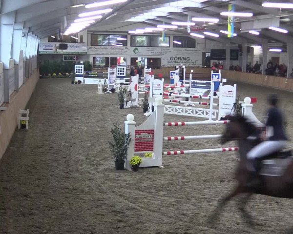 Reitturnier Vreden 2019