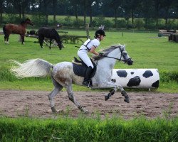 dressage horse Majeeda van de Pakop ox (Arabian purebred, 2007, from Dosator ox)