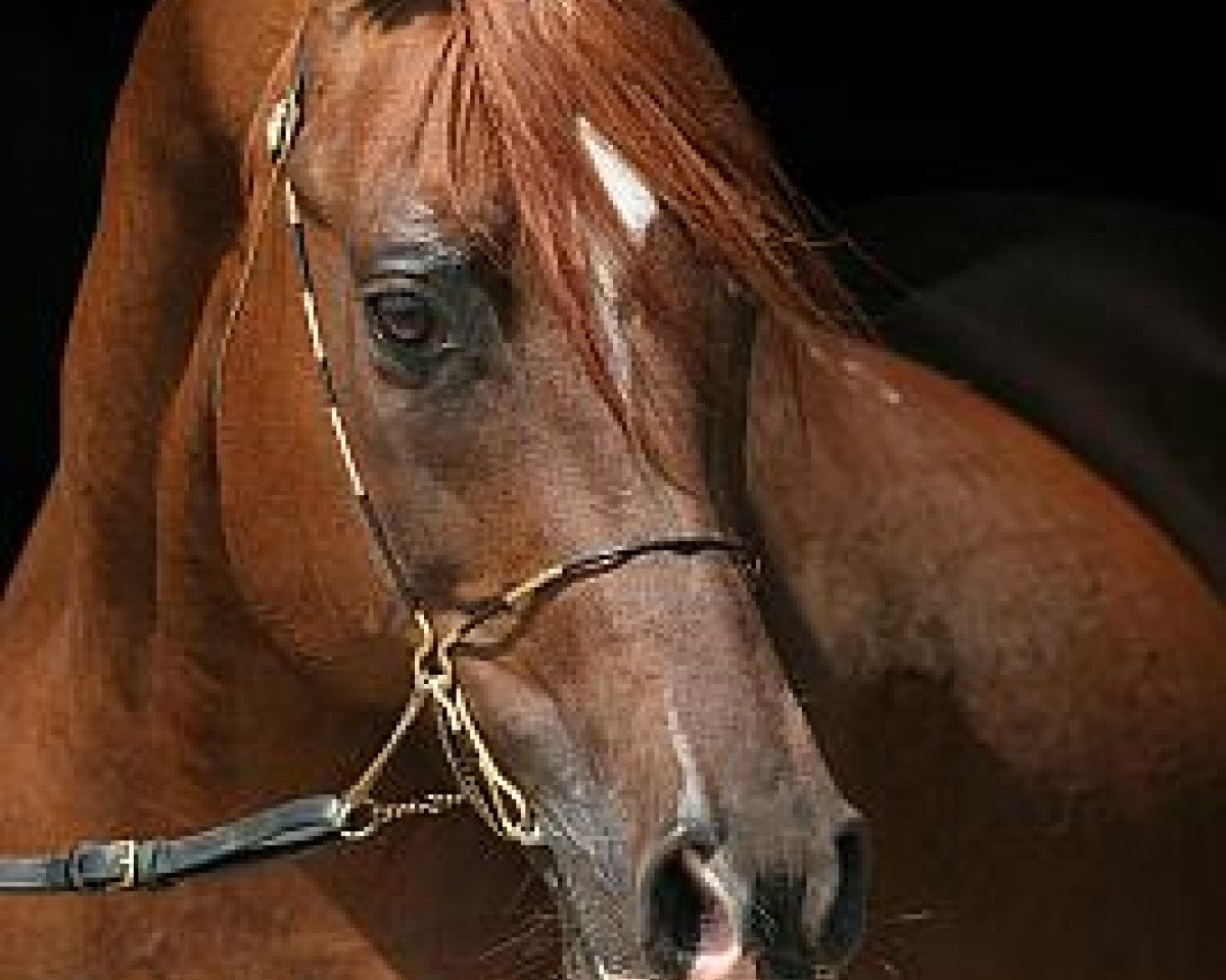 stallion Dosator ox (Arabian purebred, 1985, from Murmansk 1977 ox)