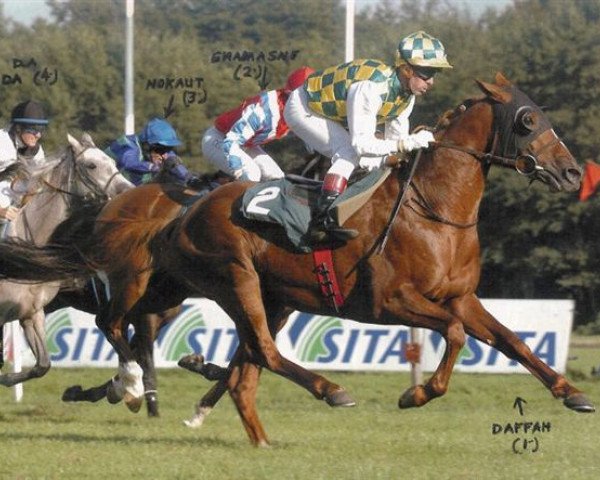 horse Daffah ox (Arabian purebred, 2002, from Sire d'Albret ox)