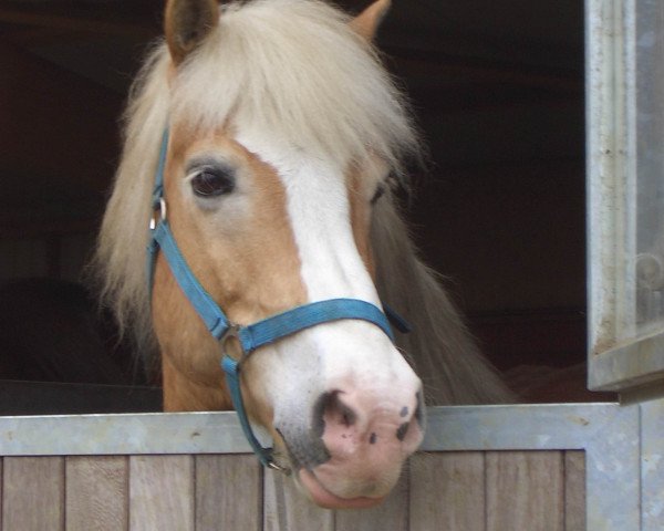 horse Waidmann 124 (Haflinger, 1993, from Wildhorn)
