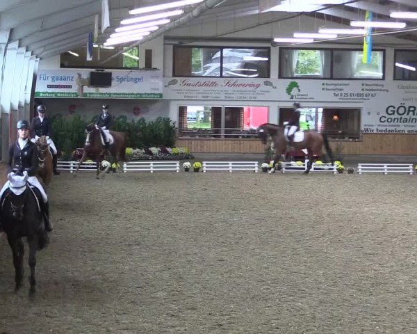 Reitturnier Vreden 2019