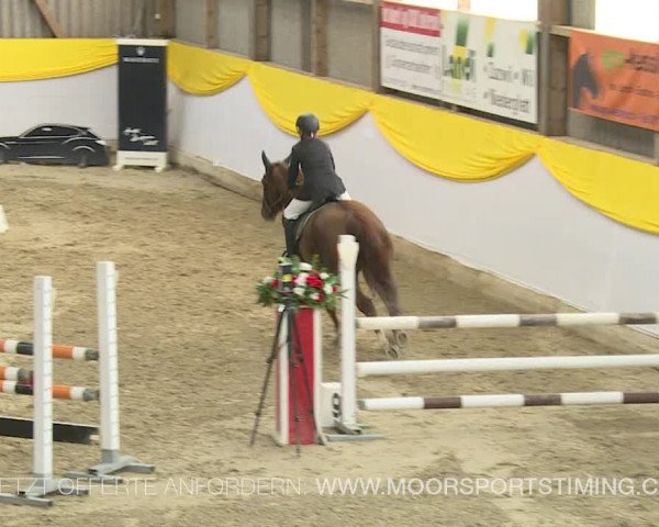 Reitturnier Wil 2019