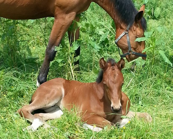broodmare Coupe Lady (Oldenburg, 2016, from Coupie)