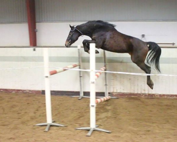 horse Qalle (Swedish Warmblood, 2013, from Quattro B)