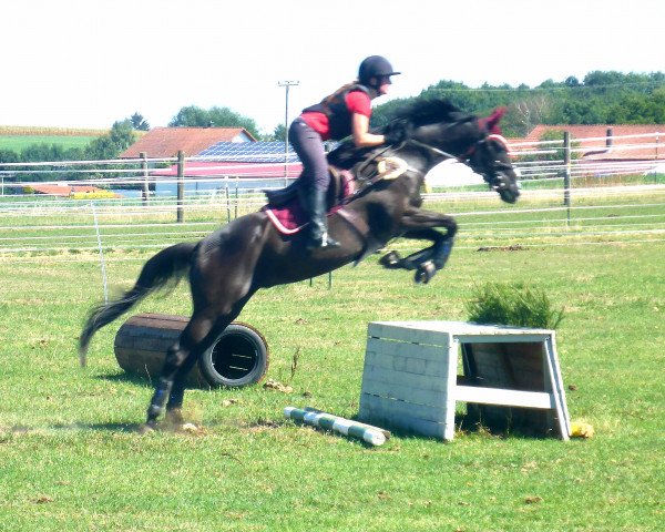 dressage horse Ferntaler xx (Thoroughbred, 2007, from Sholokhov xx)