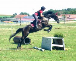 dressage horse Ferntaler xx (Thoroughbred, 2007, from Sholokhov xx)